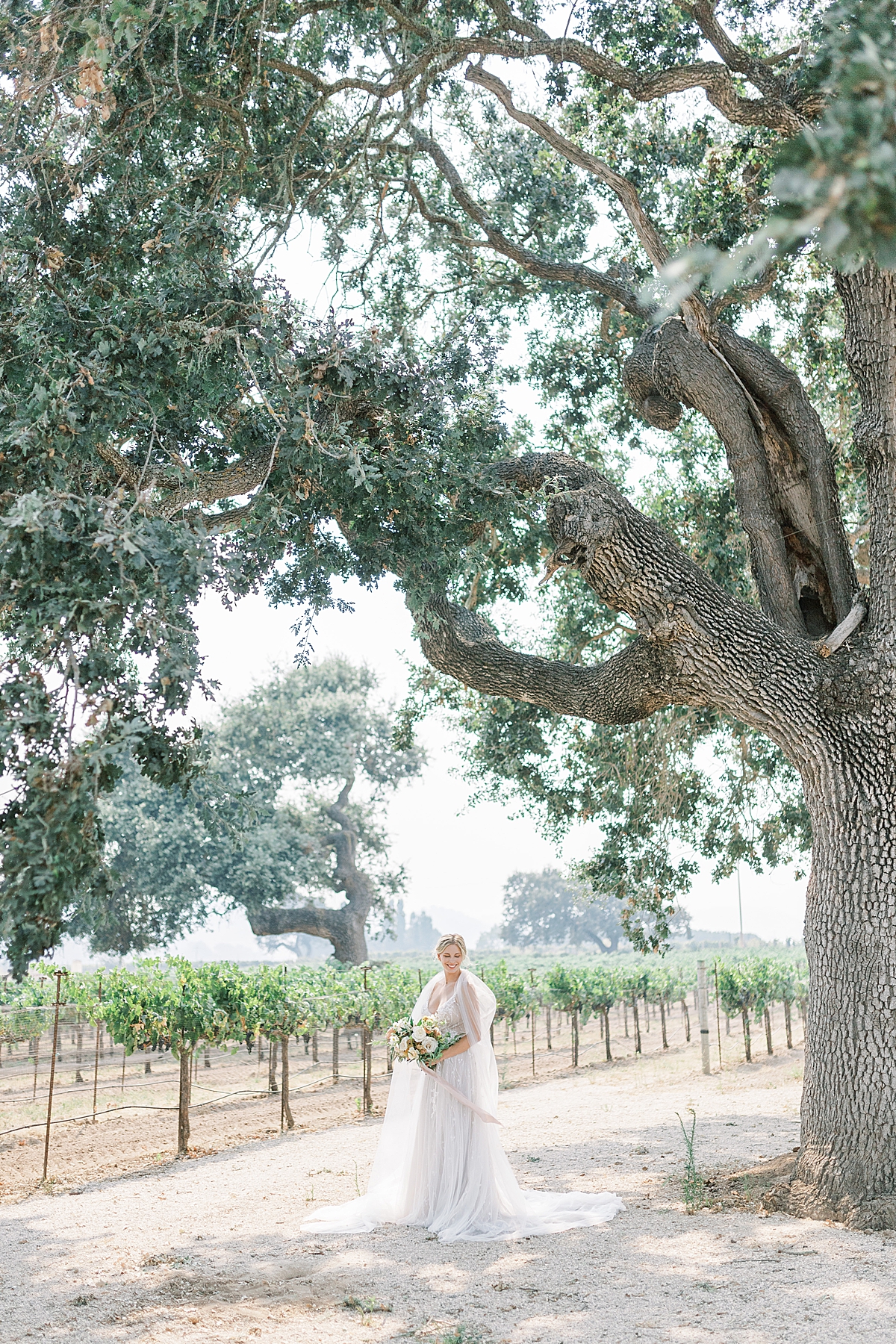 The bride holding her bouquet and standing under a large oak tree in front of rows and rows of vineyards.