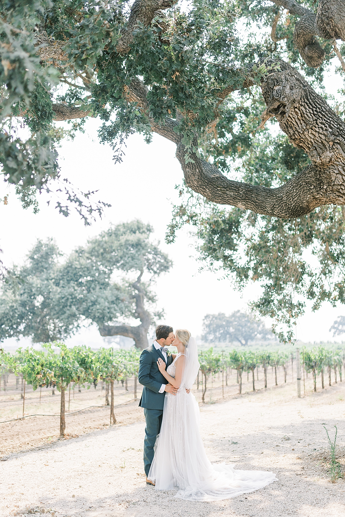The bride and groom sharing a kiss under a large oak as they stand in front of many rows of vineyards. 