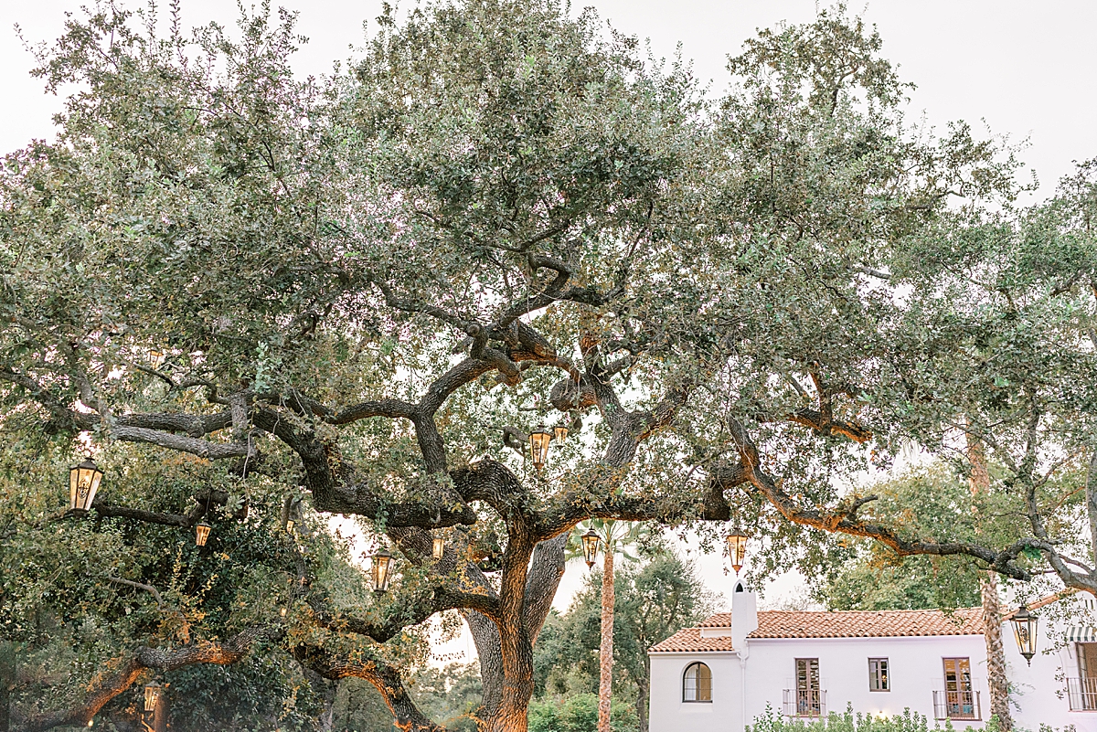 A large Oak tree with lanterns hanging in the branches in the backyard of this private estate wedding in Ojai, California