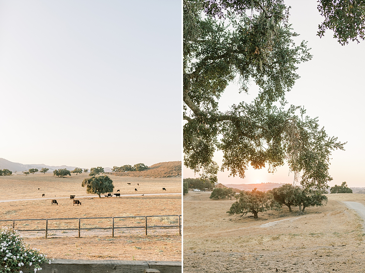 An image of an oak tree in a field with cattle grazing nearby. A second image of the sun setting beyond the hills at Zaca Creek Ranch, one of seven Santa Ynez Wedding Venues
