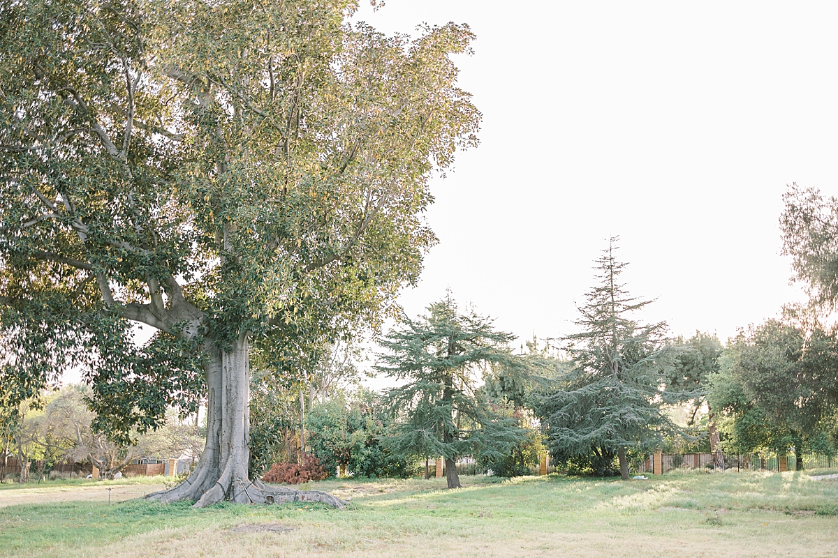 A spacious green grassy field with a large tree at the Villa del Sol d'Oro